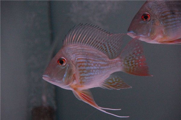 宝鸡水族馆 全国观赏鱼市场 第4张