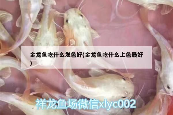 过背金龙鱼喂什么发色好看：过背金龙鱼发色好坏受到多种因素影响金龙鱼的发色美观