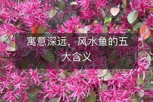 和田玉龙鱼的寓意和象征风水：和田玉龙鱼在风水学中具有特殊的象征意义 水族问答 第2张