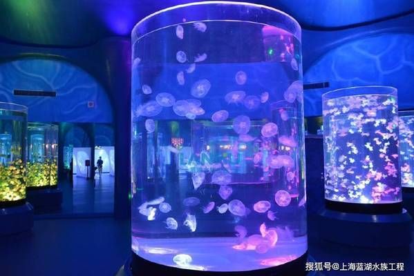 水族馆场景：水族馆场景素材的获取途径，