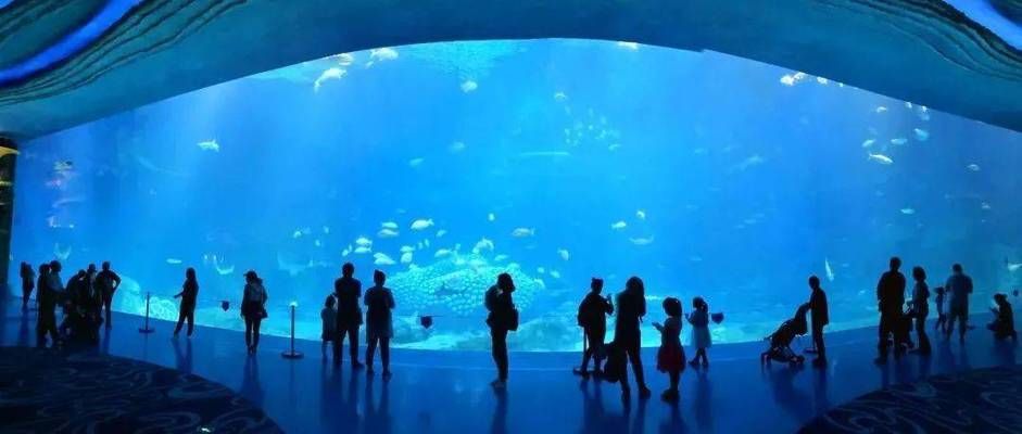 贵港水族馆：贵港市港北区鱼你相约水族馆 全国观赏鱼市场 第7张