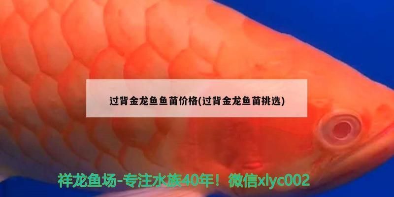 过背金龙鱼苗价格 金龙鱼百科 第1张