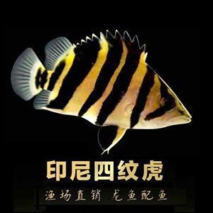 龙腾四海水族红龙鱼：龙腾四海水族红龙鱼的介绍 红龙鱼百科 第4张