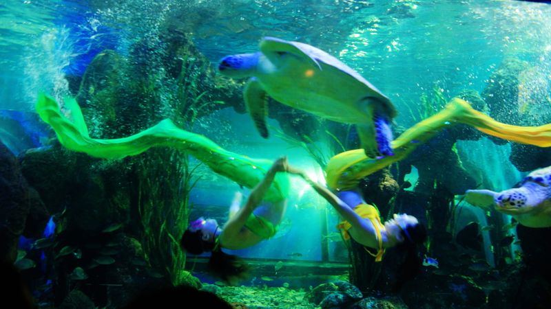 洛阳水族馆：洛阳旅游攻略洛阳龙门海洋馆 全国观赏鱼市场 第2张