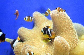 洛阳水族馆：洛阳旅游攻略洛阳龙门海洋馆 全国观赏鱼市场 第6张