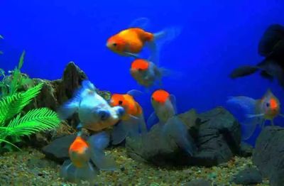 开一家水族馆赚钱吗知乎：开设水族馆的盈利前景如何 水族馆百科（水族馆加盟） 第4张