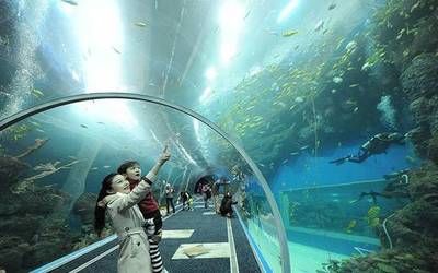 开一家水族馆赚钱吗知乎：开设水族馆的盈利前景如何 水族馆百科（水族馆加盟） 第5张