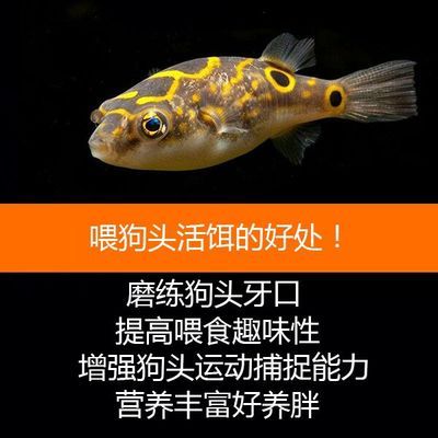 雷龙鱼繁殖期饲料选择指南：雷龙鱼繁殖期饲料品牌对比 龙鱼百科 第1张