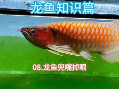 红宝石金龙鱼价格多少 水族问答 第1张