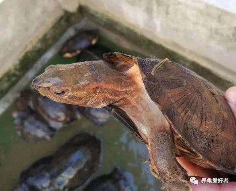 猪鼻龟腐甲的原因：猪鼻龟烂甲是什么原因