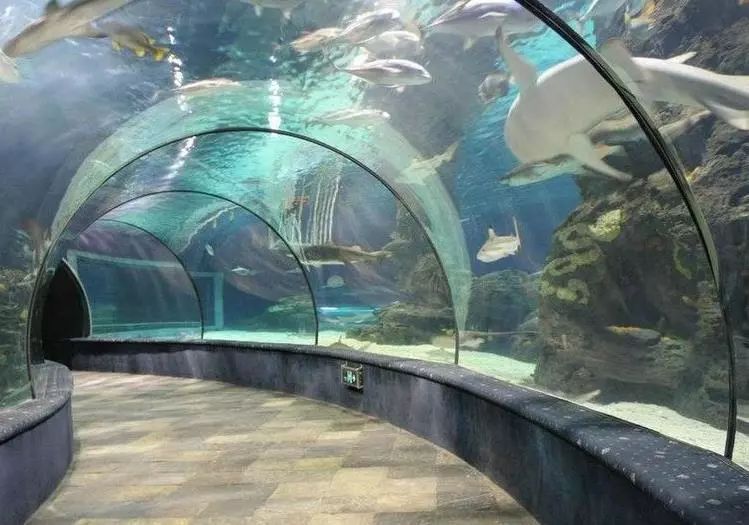 水族馆需要预约吗：上海海洋水族馆和徐州水族馆预约情况 水族馆百科（水族馆加盟） 第1张