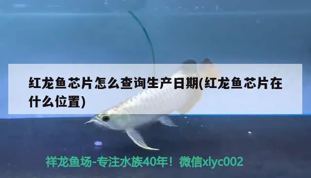 红龙鱼芯片怎么查询生产日期：如何查询红龙鱼芯片生产日期 红龙鱼百科 第2张