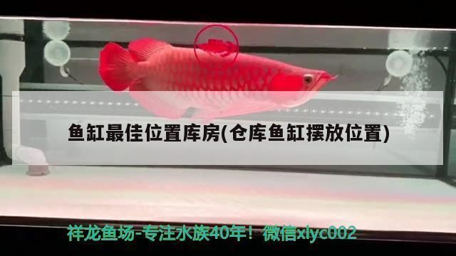 龙鱼长得什么样：金龙鱼与红龙鱼区别，龙鱼日常饮食搭配如何挑选健康龙鱼 龙鱼百科 第5张