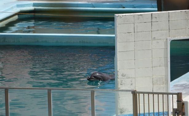 水族馆人多吗：上海海洋水族馆2024年12月29这个时间点可能人流较多