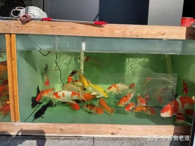 红金龙鱼的画法怎么画好看：红金龙鱼的画法 水族问答 第2张