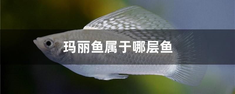 商洛水族批发市场：商洛水族批发市场商洛水族批发市场观赏鱼批发市场 全国观赏鱼市场 第1张