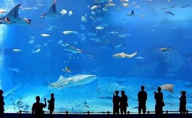 水族馆的优势：水族馆在教育、娱乐、商业、科技和保护等多个领域都展现出显著的优势 水族馆百科（水族馆加盟） 第5张