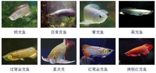 星点金龙鱼成长期饮食调整：星点金龙鱼喂食后护理方法，金龙鱼生长速度影响因素 金龙鱼百科 第5张