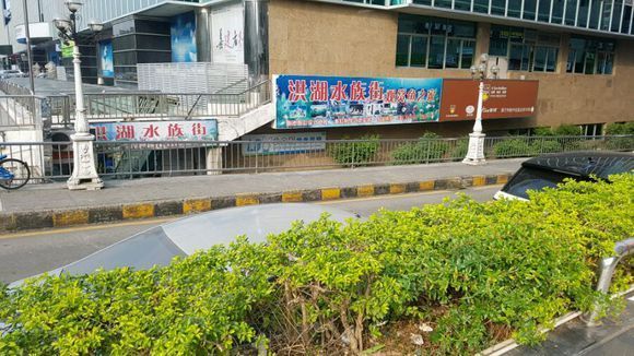 深圳观赏鱼批发市场：(深圳观赏鱼批发市场有哪些地方)深圳观赏鱼批发市场