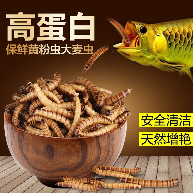 龙鱼鱼食哪个牌子好吃点又实惠：好吃又实惠的龙鱼鱼食品牌排行榜，龙鱼饲料性价比排行