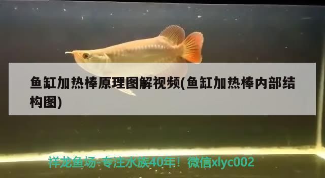 鱼缸加热棒传感器：鱼缸加热棒传感器是确保水质温度稳定的关键设备 鱼缸百科 第4张