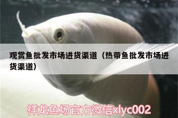 日喀则观赏鱼批发市场：日喀则水族批发市场 全国观赏鱼市场 第6张