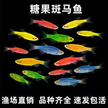 镇江观赏鱼批发市场：常州市有哪些水产批发市场 全国观赏鱼市场 第7张