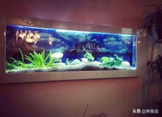 红金龙鱼怎么养活：红金龙鱼如何选择鱼缸和水族箱？ 水族问答 第2张