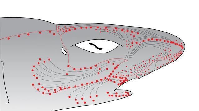 红龙鱼30公分多少钱：红龙鱼30公分的价格是多少？ 水族问答 第1张