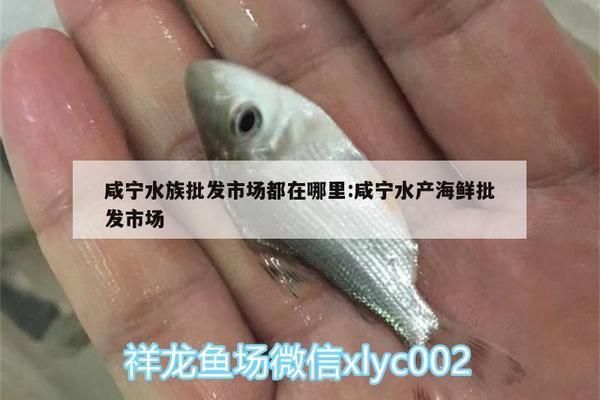 咸宁水族批发市场：咸宁水族批发市场是咸阳最大的水族批发市场是宏大农贸市场