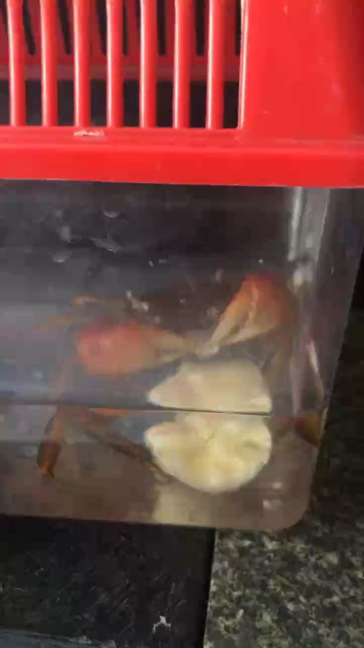 🦀：-c评论：不错 观赏鱼论坛