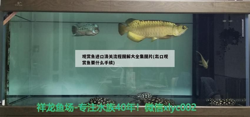 如何防止阳光直射鱼缸：如何有效地防止阳光直射鱼缸 鱼缸百科 第4张