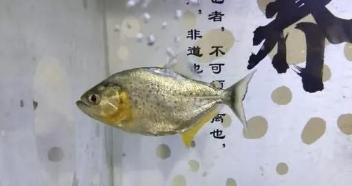 红龙鱼白底黑背：红龙鱼白底黑背是如何形成的？ 水族问答 第2张