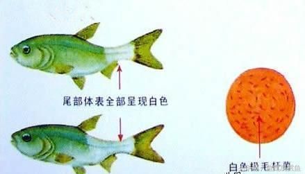 红龙鱼编号查询：红龙鱼的编号系统是如何设计的？ 水族问答