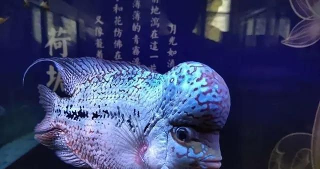 红龙鱼不吃冻虾怎么办：红龙鱼不吃冻虾怎么办？ 水族问答