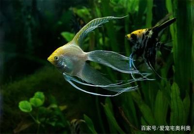 红龙鱼不吃食怎么回事：红龙鱼不吃食怎么办 水族问答 第2张