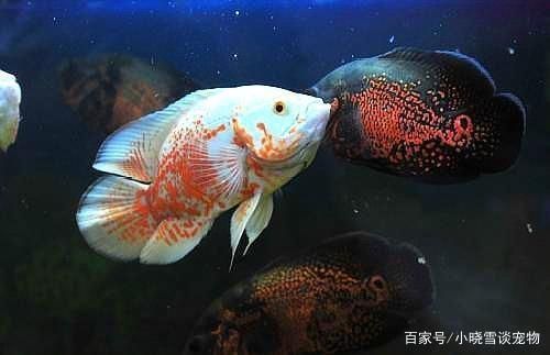 红龙鱼不吃食怎么治好的：红龙鱼不吃食怎么办？ 水族问答 第1张