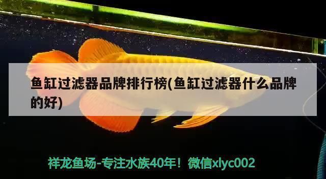 鱼缸过滤器品牌排行榜：2024年鱼缸过滤器品牌排行榜 鱼缸百科 第3张