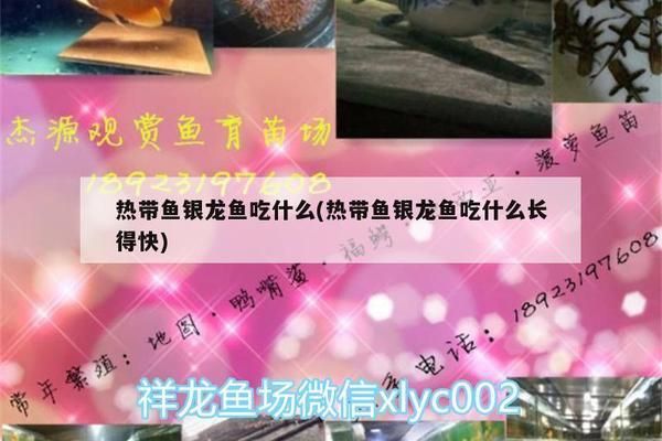 红龙鱼吃啥发色快些：-回答：红龙鱼吃什么样的食物能促进红龙鱼的颜色发亮 水族问答 第1张