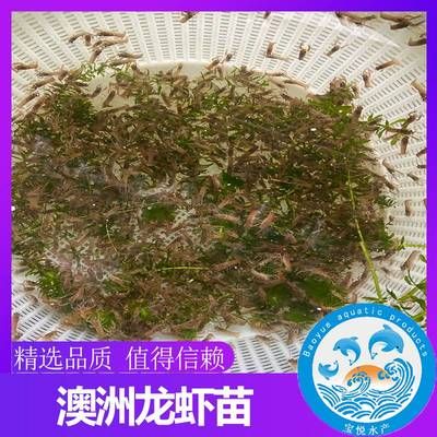 红龙鱼吃什么鱼肉最好：关于红龙鱼的问题 水族问答 第2张