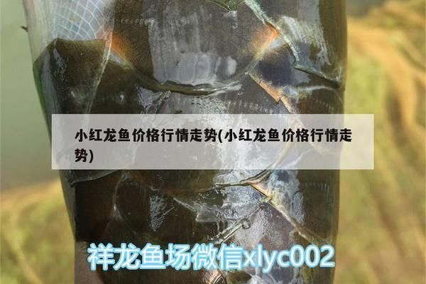 红龙鱼吃什么长的快些：红龙鱼的饮食与生长速度 水族问答 第1张