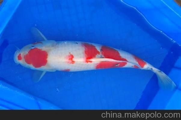 聊城水族批发市场：武汉聊城水族批发市场香江大市场