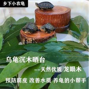 龙眼木放鱼缸的功效和作用：龙眼木在鱼缸中的作用和功效 鱼缸百科 第5张