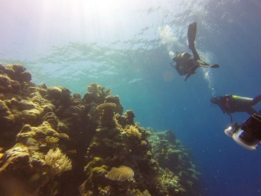 红龙鱼到家几天喂食合适：红龙鱼到家后应该如何喂养？ 水族问答 第2张