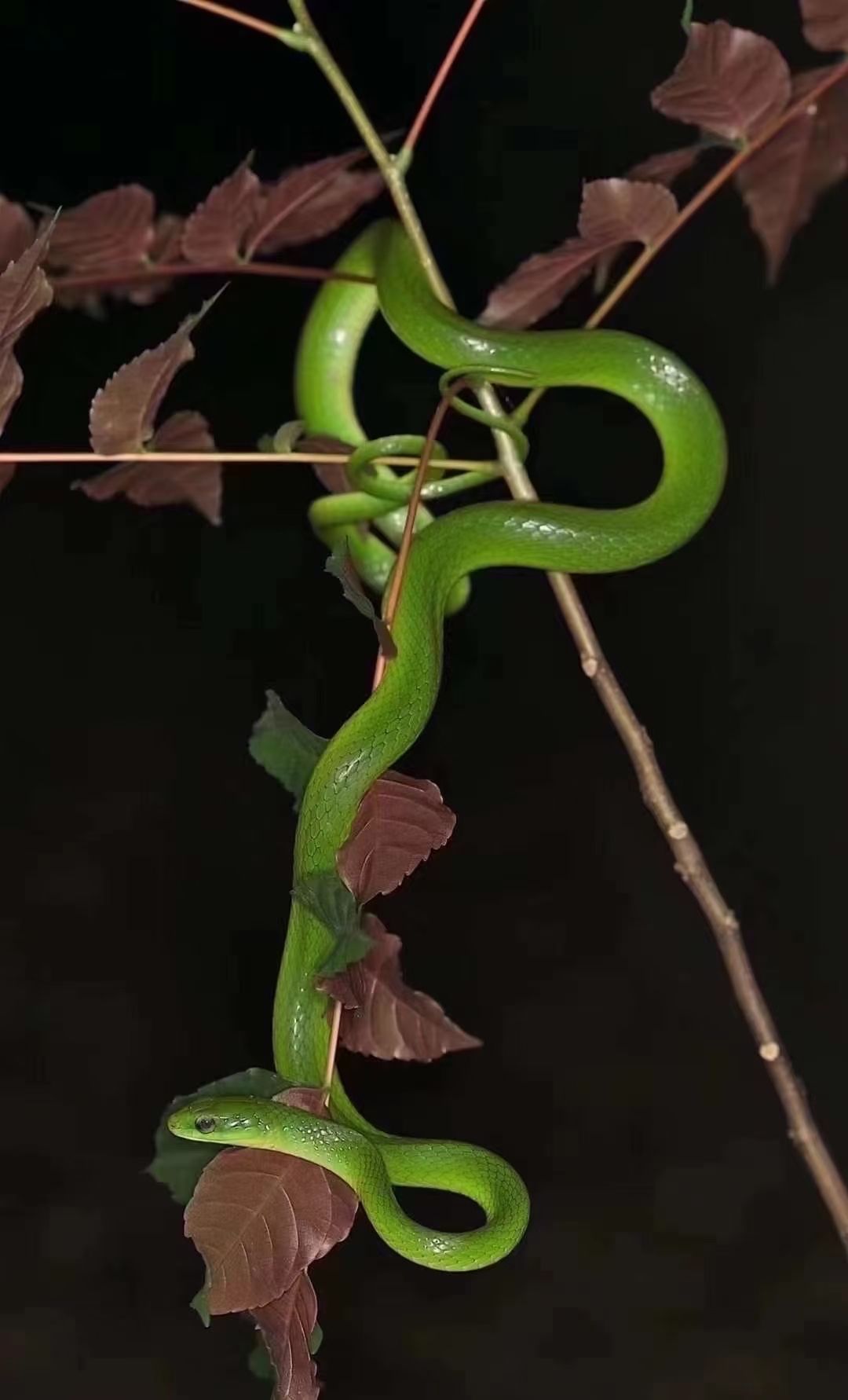 集齐彩虹蛇需要的私我：宠物蛇收集彩虹蛇的收集信息摘要提供了关于彩虹蛇收集的相关信息 观赏鱼论坛