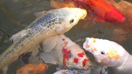 红龙鱼的风水：红龙鱼在风水中的摆放位置有什么讲究吗？ 水族问答 第2张