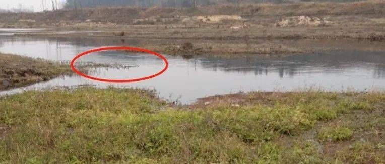 红龙鱼的鳞片没掉又松了怎么办：红龙鱼的鳞片掉落又重新松脱是一个值得关注和处理的问题 水族问答 第2张