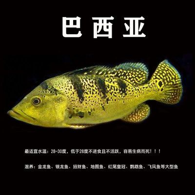 红龙鱼的饲养：-红龙鱼的饲养方法，红龙鱼的饲养方法 水族问答 第1张