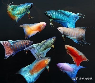 红龙鱼的特征描写：关于红龙鱼的几个疑问 水族问答 第1张