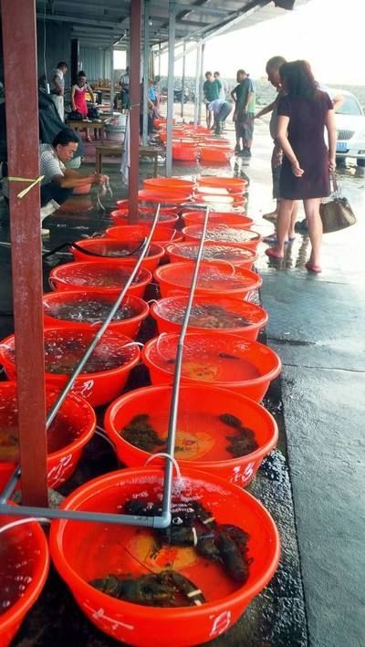 昌都水族批发市场 全国观赏鱼市场 第4张